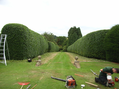 Hedge Cutting in West Sussex,  Kent, tree surgery 