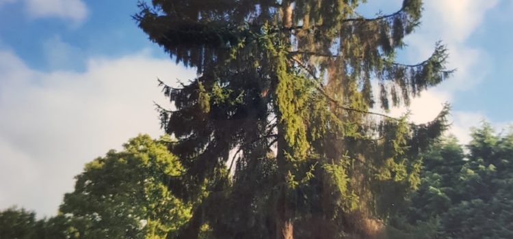 Felling A Large Tree Felling A Large Tree