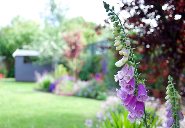 Garden Services in Lewes by Greyhound Gardening