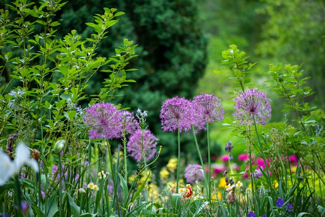 Garden Services in Lindfield
