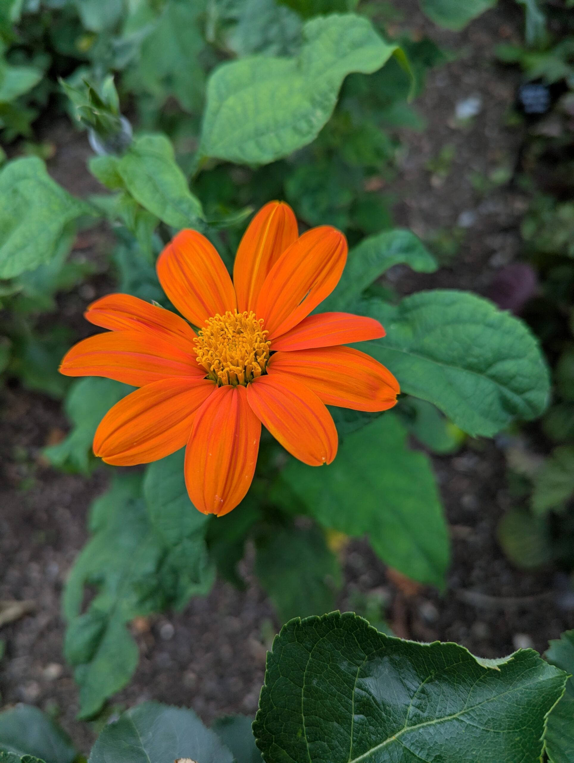 the garden in June