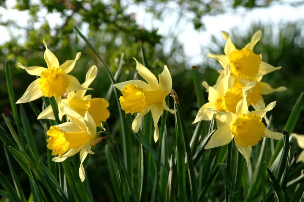 An english garden in March